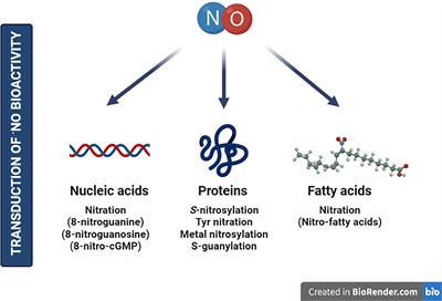 Frontiers | Functions of nitric oxide-mediated post-translational